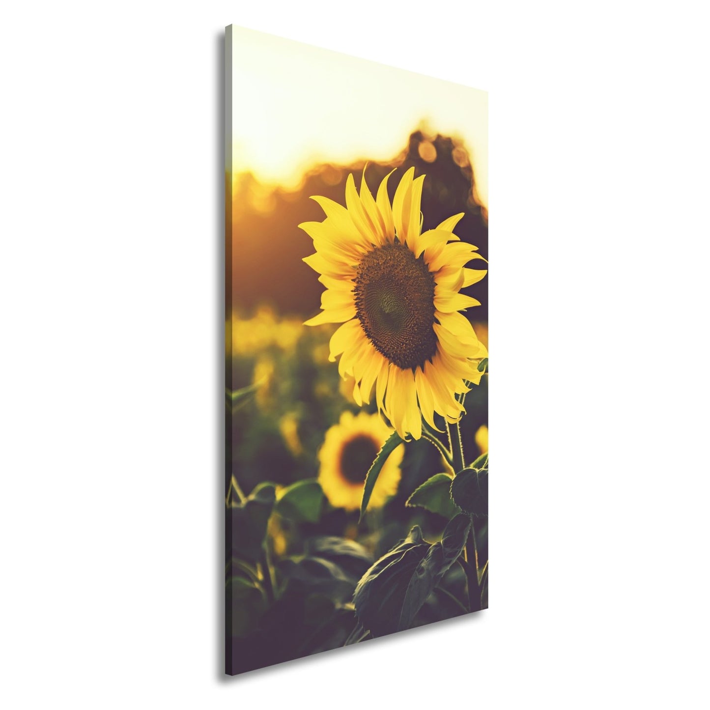 Leinwandbild XXL Blume Sonnenuntergang – Abendgold - deyoli