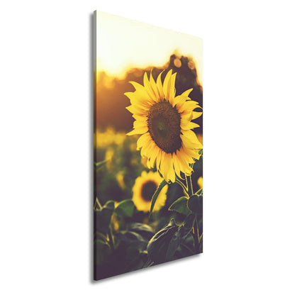 Leinwandbild XXL Blume Sonnenuntergang – Abendgold - deyoli
