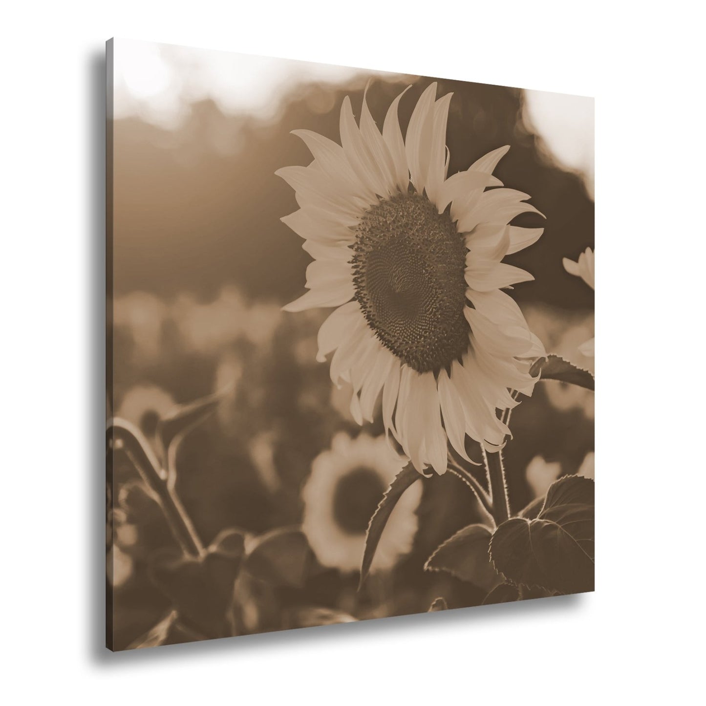 Leinwandbild XXL Blume Sonnenuntergang – Abendgold - deyoli
