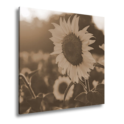 Leinwandbild XXL Blume Sonnenuntergang – Abendgold - deyoli