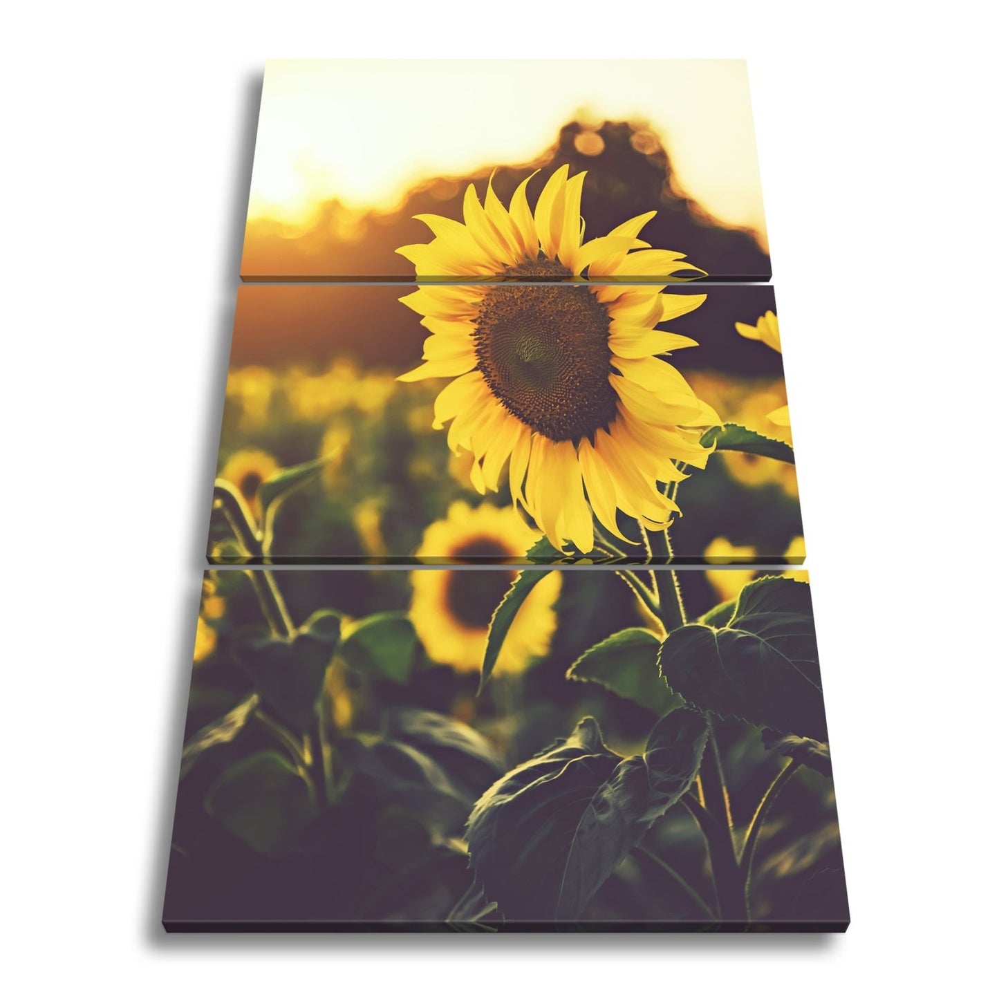 Leinwandbild XXL Blume Sonnenuntergang – Abendgold - deyoli