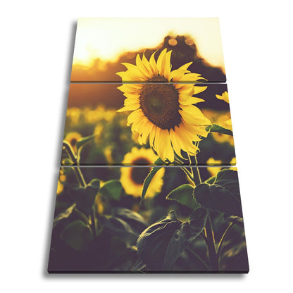 Leinwandbild XXL Blume Sonnenuntergang – Abendgold - deyoli