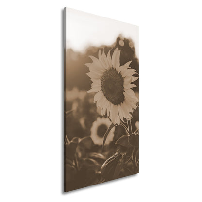 Leinwandbild XXL Blume Sonnenuntergang – Abendgold - deyoli