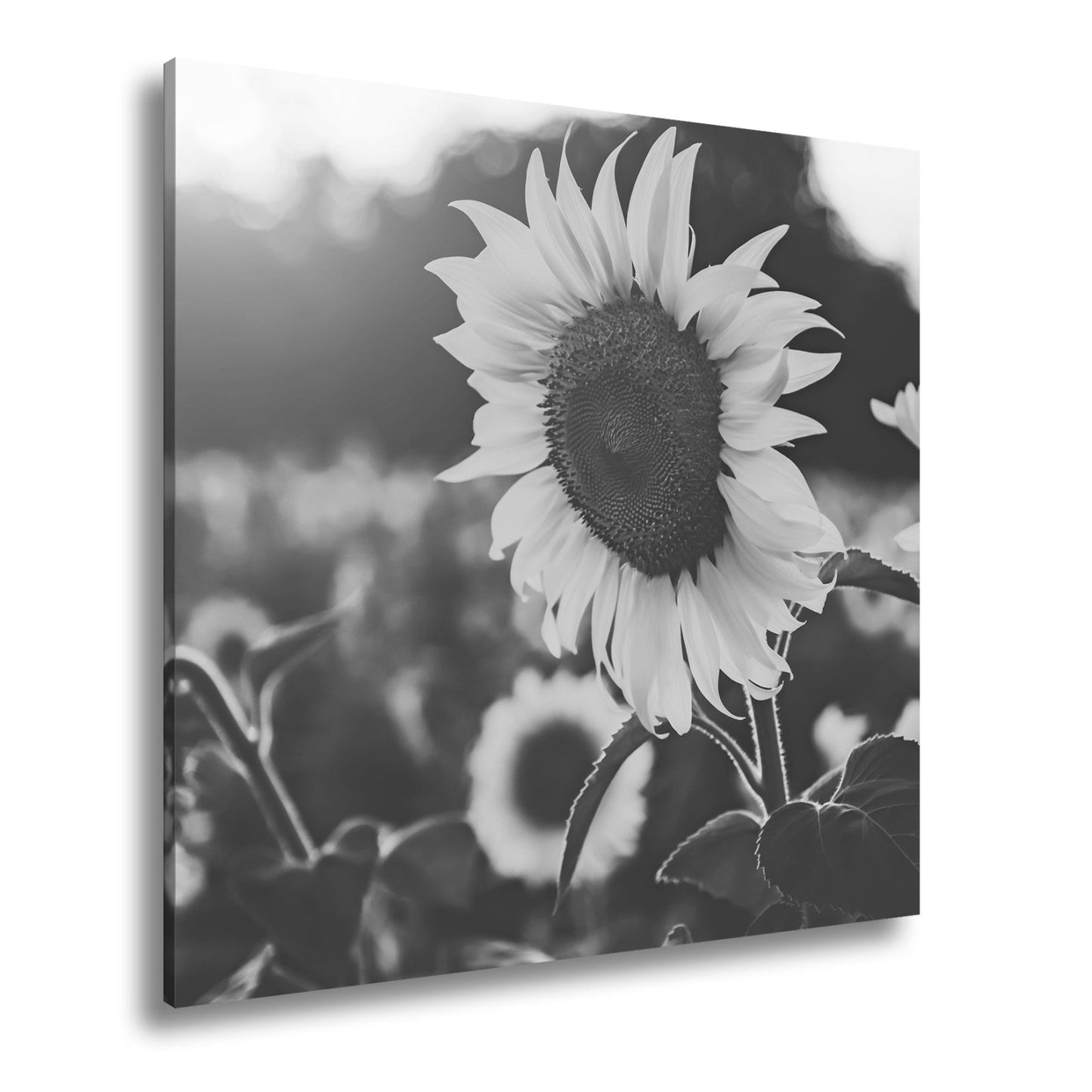 Leinwandbild XXL Blume Sonnenuntergang – Abendgold - deyoli