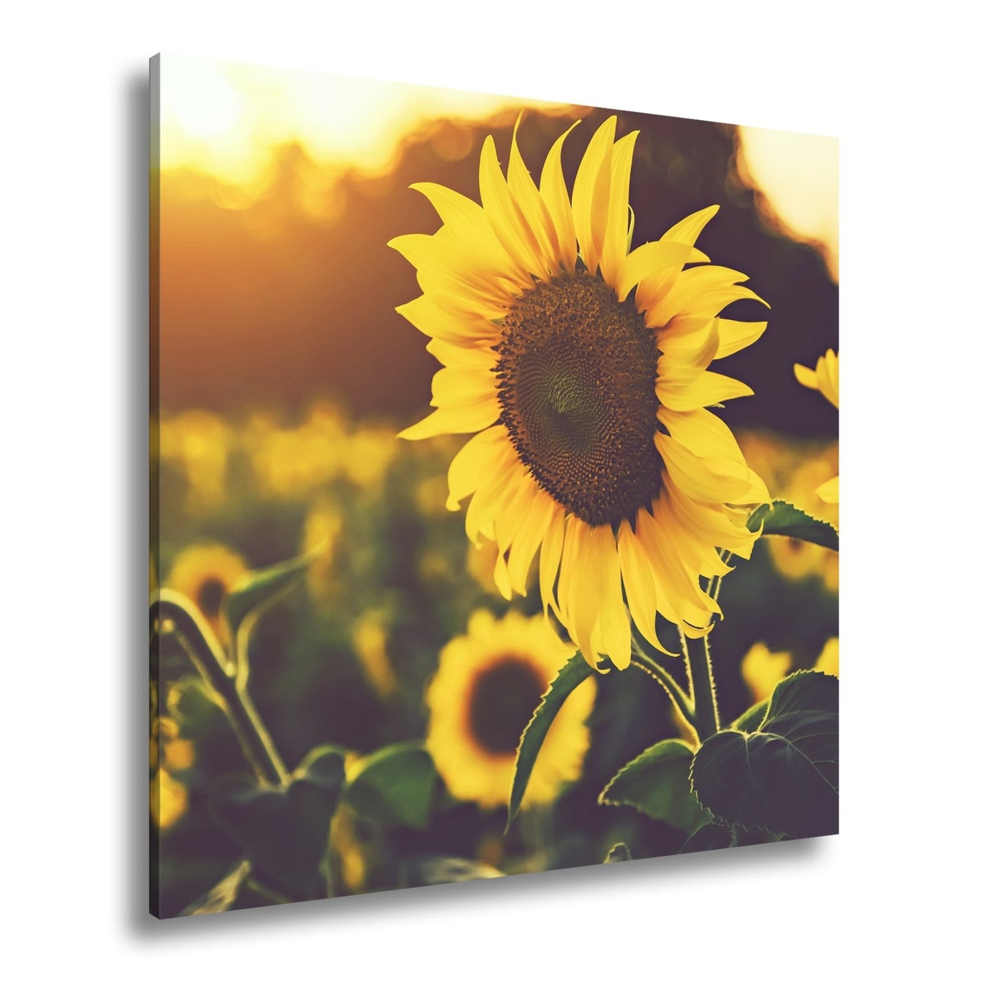 Leinwandbild XXL Blume Sonnenuntergang – Abendgold - deyoli