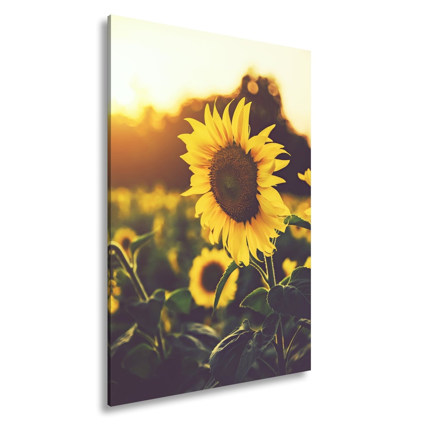 Leinwandbild XXL Blume Sonnenuntergang – Abendgold - deyoli