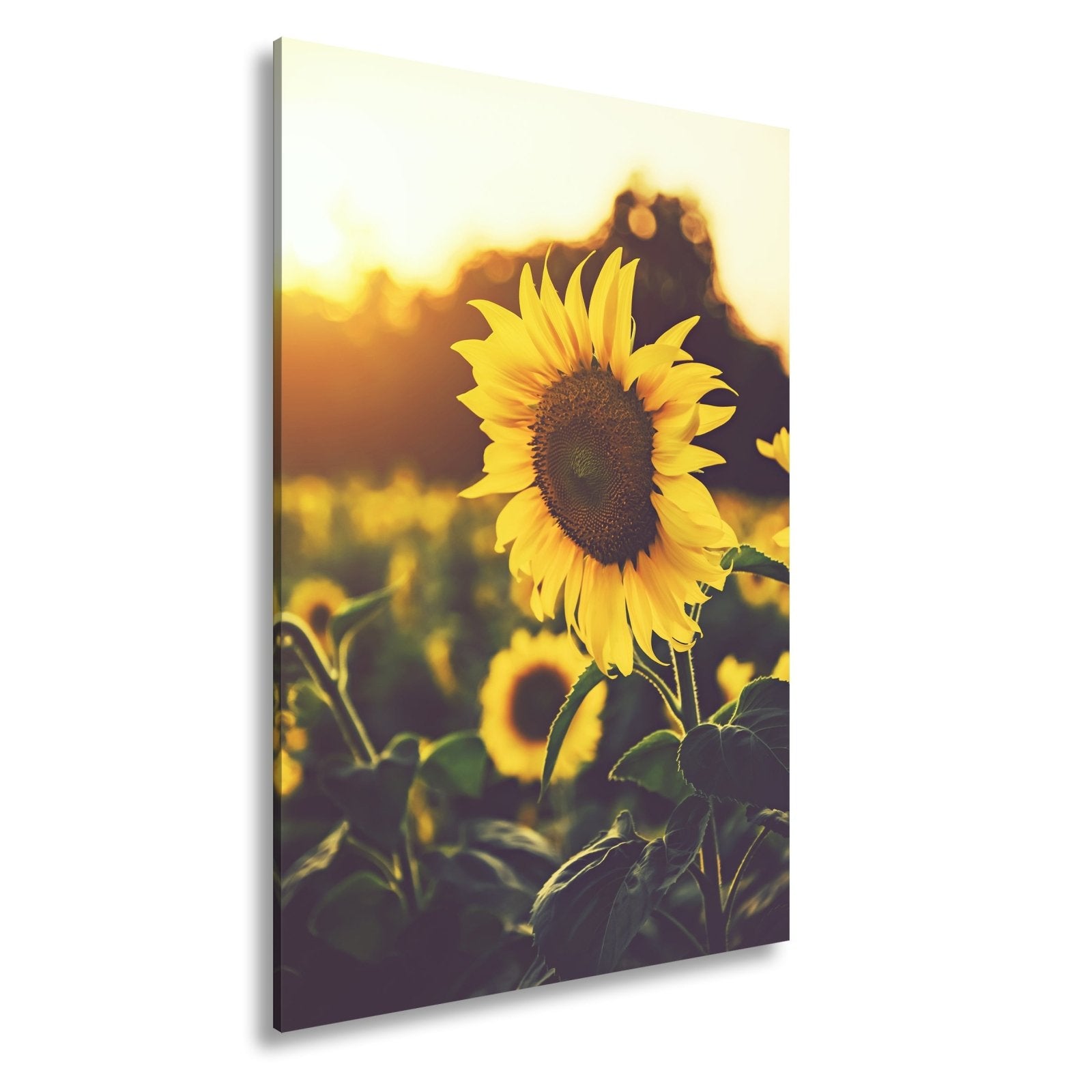 Leinwandbild XXL Blume Sonnenuntergang – Abendgold - deyoli