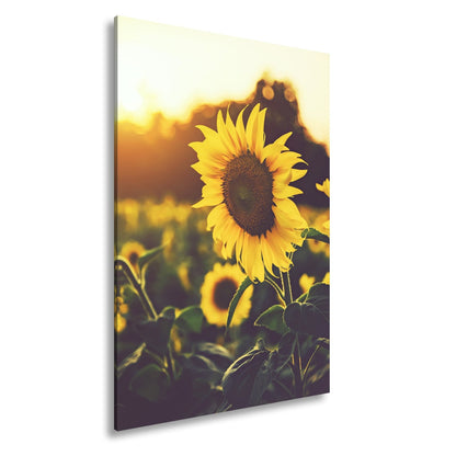 Leinwandbild XXL Blume Sonnenuntergang – Abendgold - deyoli