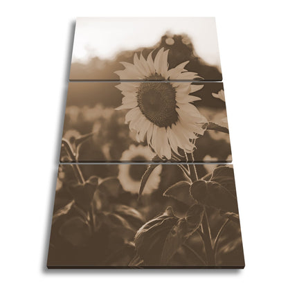 Leinwandbild XXL Blume Sonnenuntergang – Abendgold - deyoli
