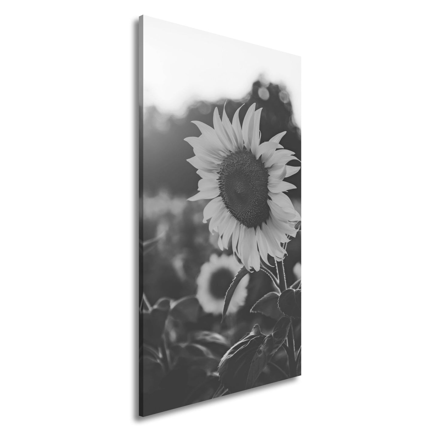 Leinwandbild XXL Blume Sonnenuntergang – Abendgold - deyoli