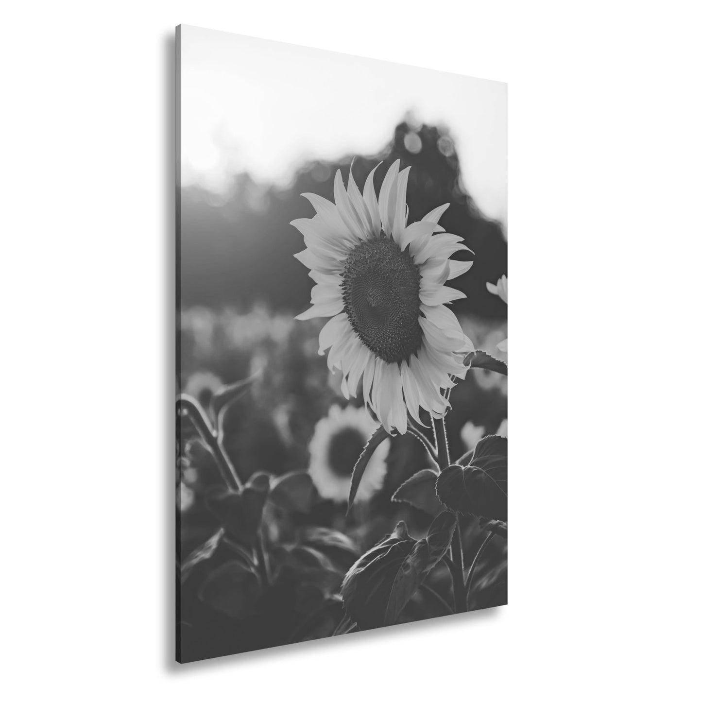Leinwandbild XXL Blume Sonnenuntergang – Abendgold - deyoli