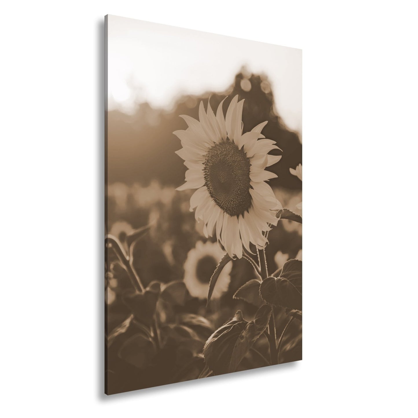 Leinwandbild XXL Blume Sonnenuntergang – Abendgold - deyoli