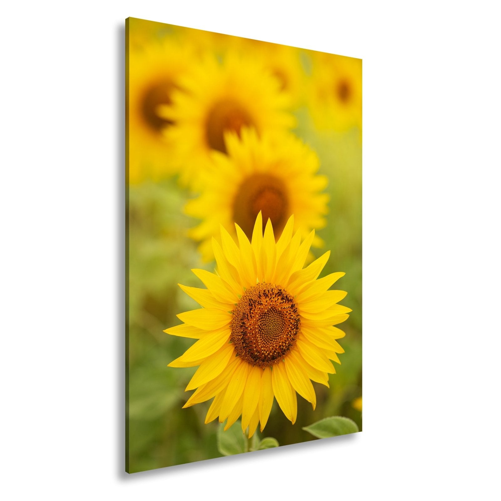 Leinwandbild XXL Blumen Sommer – Leuchtende Blüten - deyoli