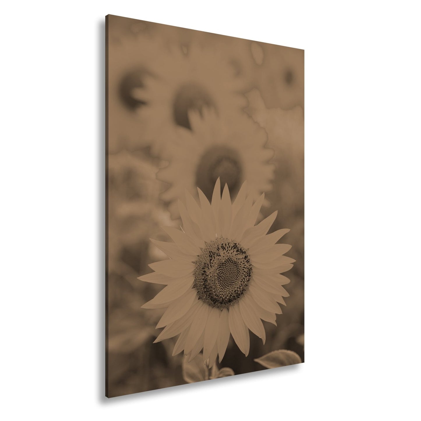 Leinwandbild XXL Blumen Sommer – Leuchtende Blüten - deyoli