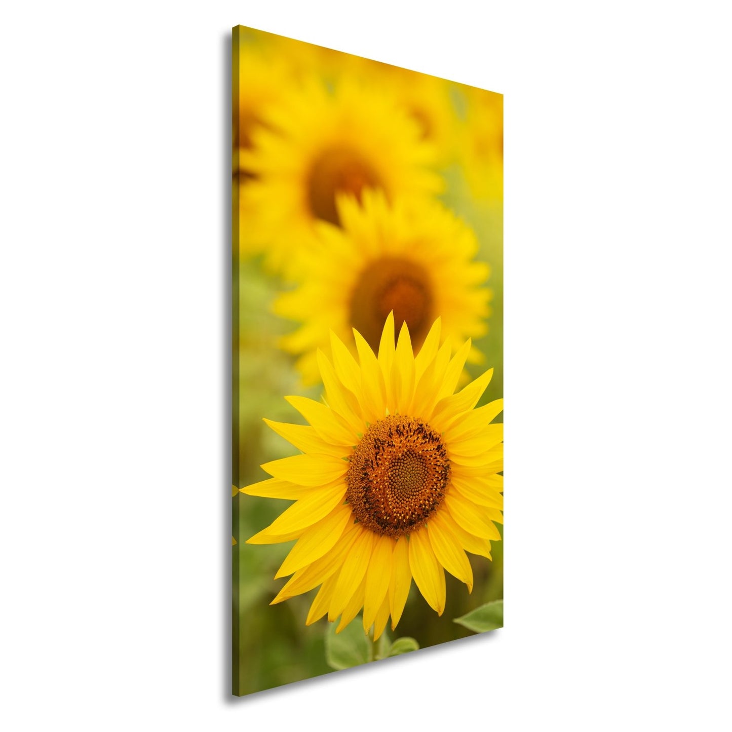 Leinwandbild XXL Blumen Sommer – Leuchtende Blüten - deyoli