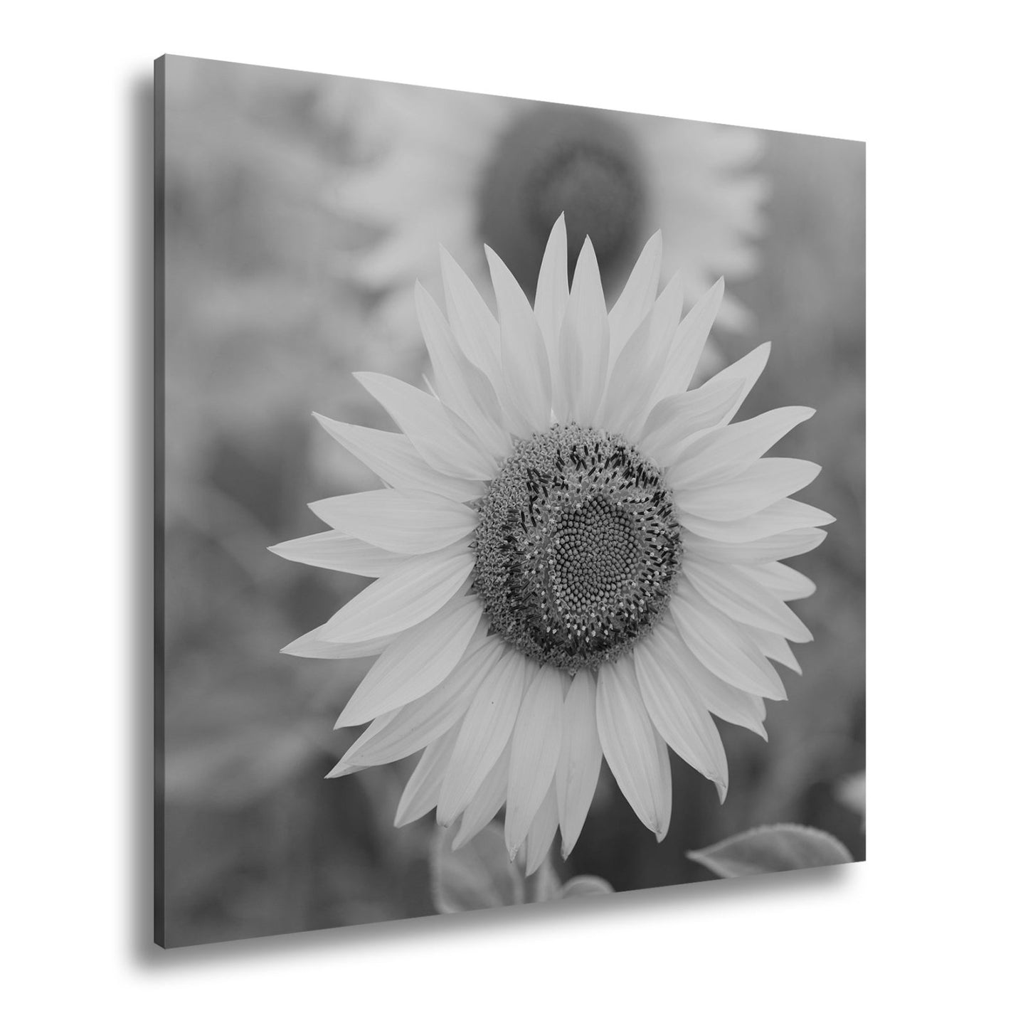 Leinwandbild XXL Blumen Sommer – Leuchtende Blüten - deyoli