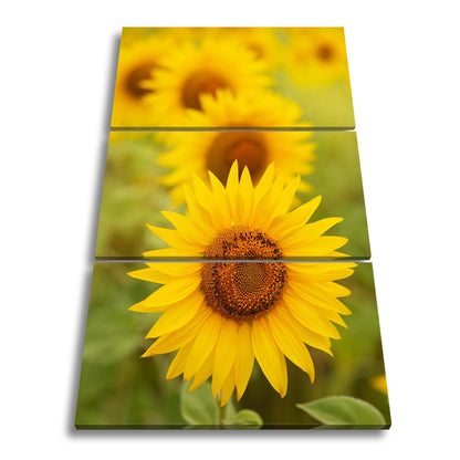 Leinwandbild XXL Blumen Sommer – Leuchtende Blüten - deyoli
