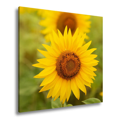 Leinwandbild XXL Blumen Sommer – Leuchtende Blüten - deyoli