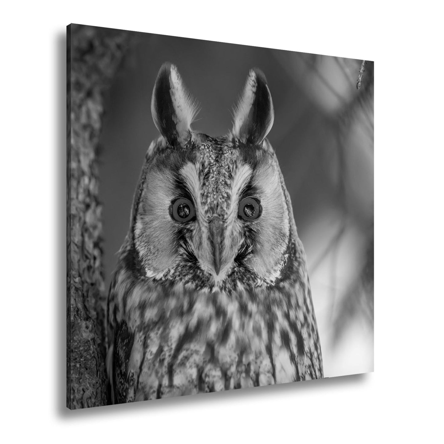 Leinwandbild XXL Eule Augen – Wachsam und Mystisch - deyoli