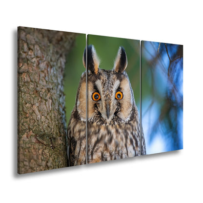 Leinwandbild XXL Eule Augen – Wachsam und Mystisch - deyoli