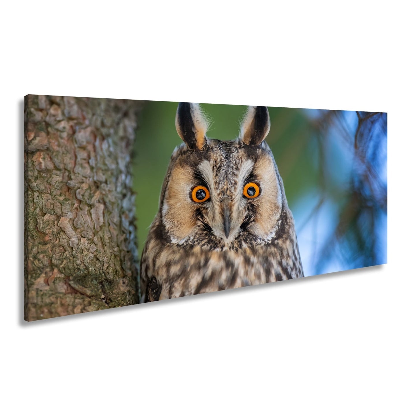 Leinwandbild XXL Eule Augen – Wachsam und Mystisch - deyoli
