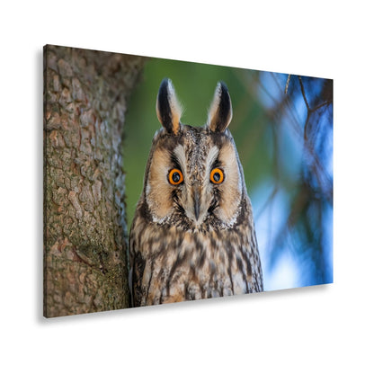 Leinwandbild XXL Eule Augen – Wachsam und Mystisch - deyoli