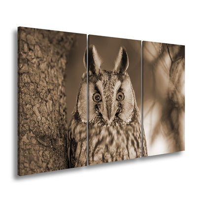 Leinwandbild XXL Eule Augen – Wachsam und Mystisch - deyoli