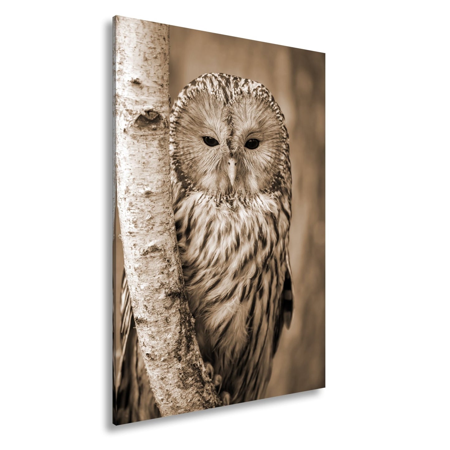 Leinwandbild XXL Eule Birke – Verschlafen an Rinde - deyoli
