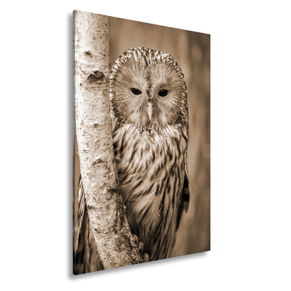 Leinwandbild XXL Eule Birke – Verschlafen an Rinde - deyoli