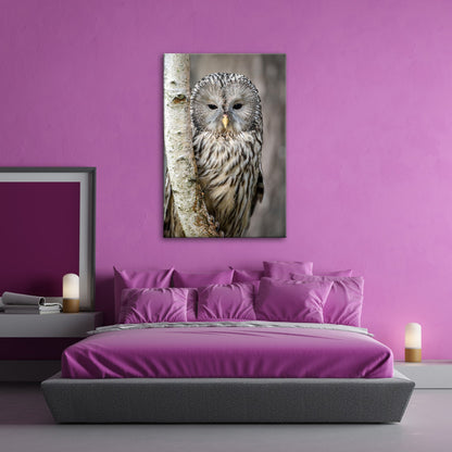 Leinwandbild XXL Eule Birke – Verschlafen an Rinde - deyoli