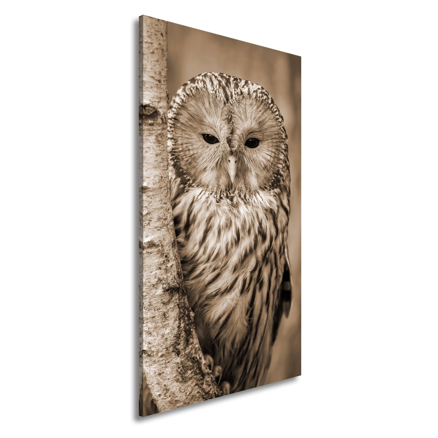 Leinwandbild XXL Eule Birke – Verschlafen an Rinde - deyoli