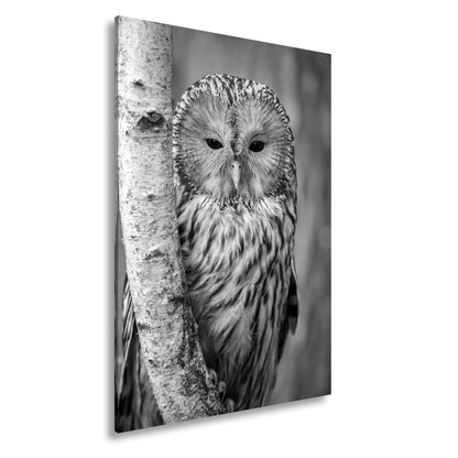 Leinwandbild XXL Eule Birke – Verschlafen an Rinde - deyoli