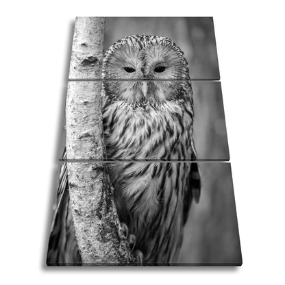Leinwandbild XXL Eule Birke – Verschlafen an Rinde - deyoli