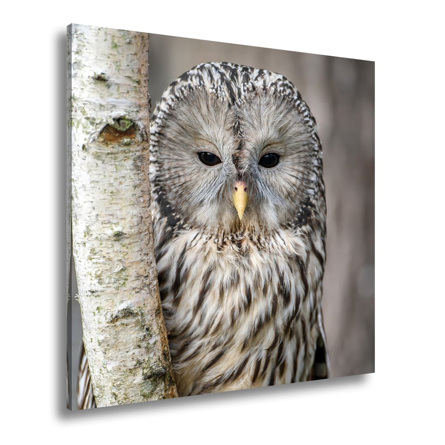 Leinwandbild XXL Eule Birke – Verschlafen an Rinde - deyoli