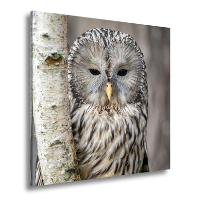 Leinwandbild XXL Eule Birke – Verschlafen an Rinde - deyoli