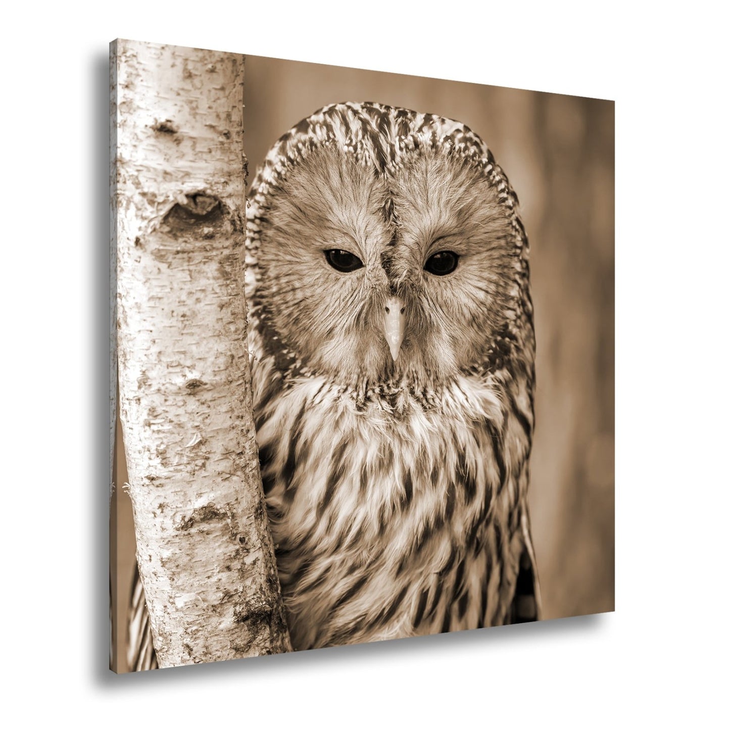 Leinwandbild XXL Eule Birke – Verschlafen an Rinde - deyoli