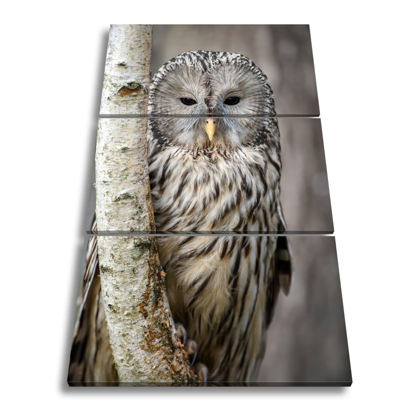 Leinwandbild XXL Eule Birke – Verschlafen an Rinde - deyoli