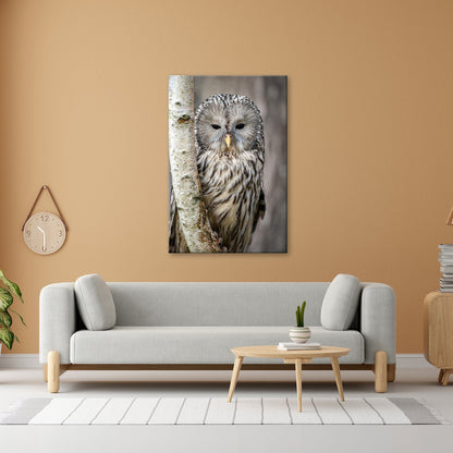 Leinwandbild XXL Eule Birke – Verschlafen an Rinde - deyoli