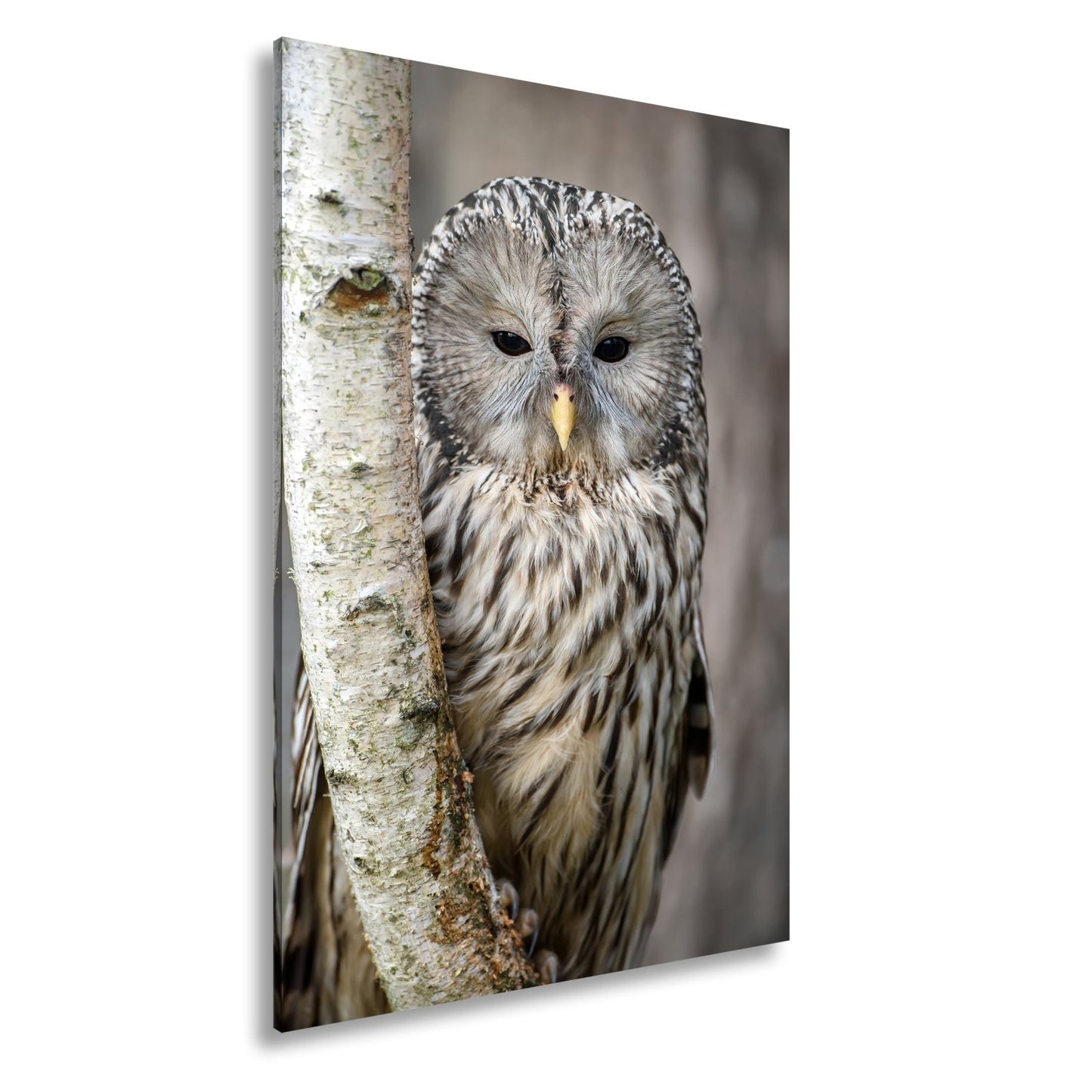 Leinwandbild XXL Eule Birke – Verschlafen an Rinde - deyoli
