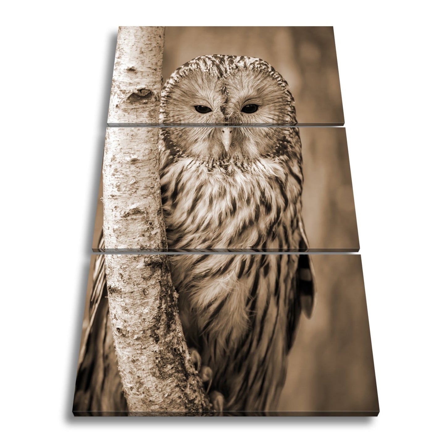 Leinwandbild XXL Eule Birke – Verschlafen an Rinde - deyoli