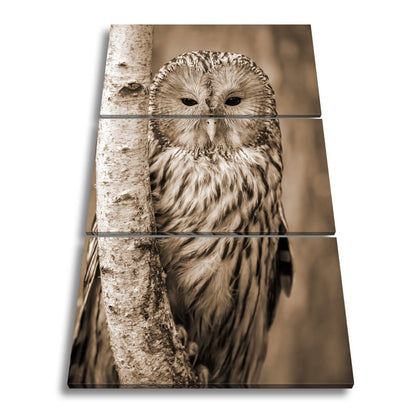 Leinwandbild XXL Eule Birke – Verschlafen an Rinde - deyoli