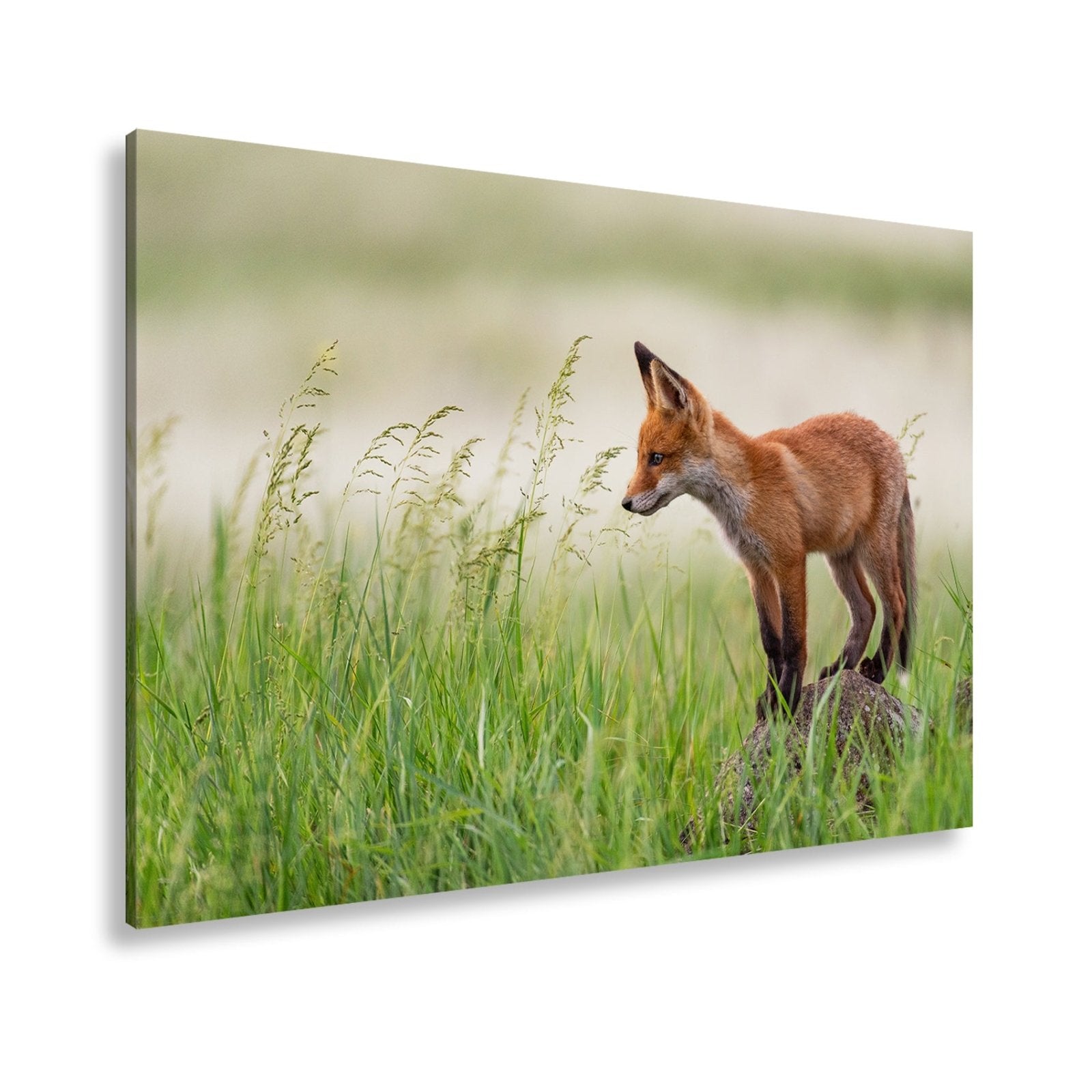 Leinwandbild XXL Fuchs – Jung, neugierig, bereit – ein Fuchs entdeckt die Welt. - deyoli