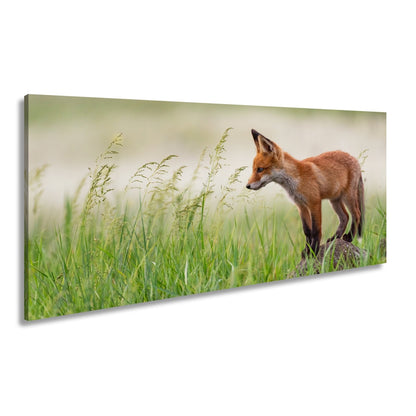 Leinwandbild XXL Fuchs – Jung, neugierig, bereit – ein Fuchs entdeckt die Welt. - deyoli