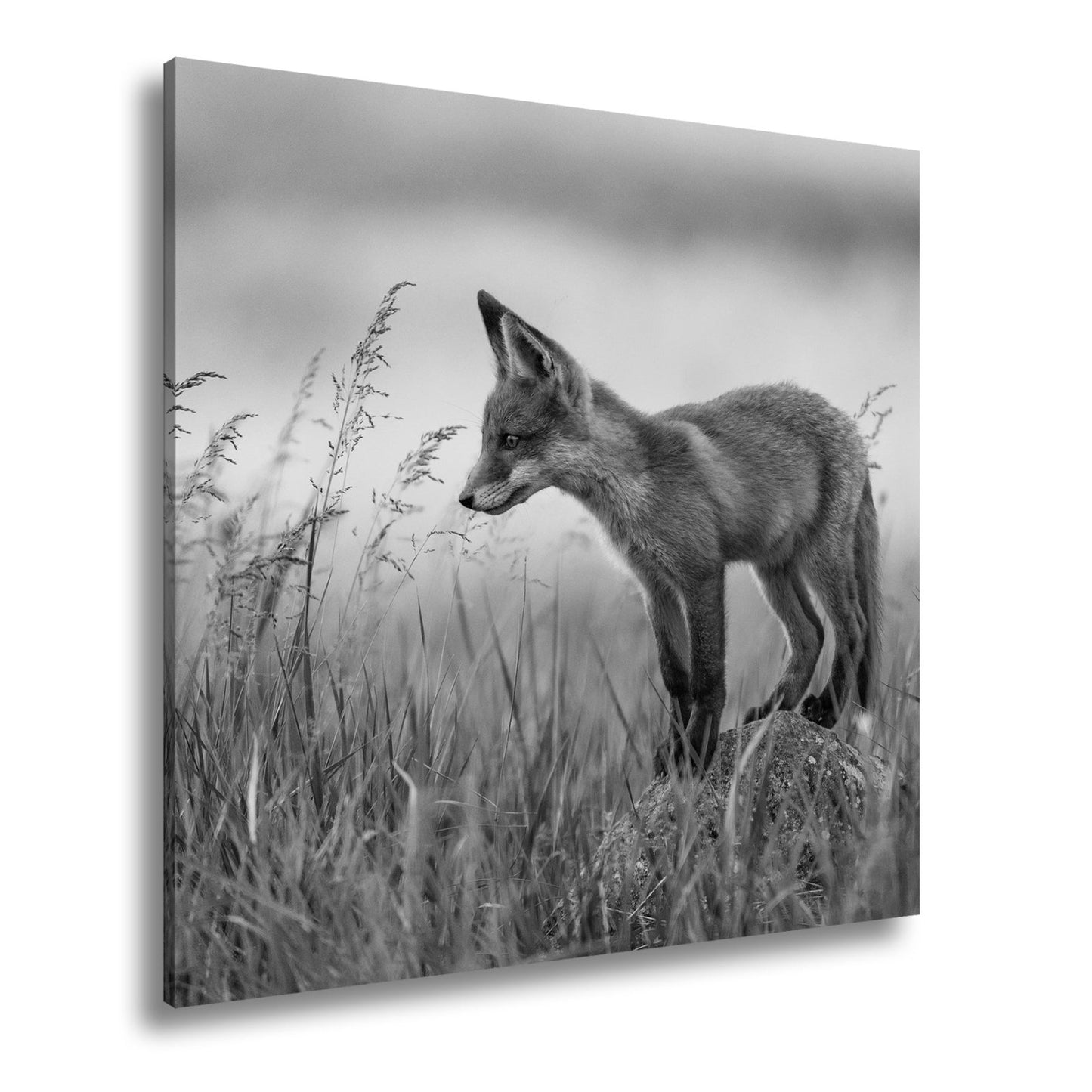 Leinwandbild XXL Fuchs – Jung, neugierig, bereit – ein Fuchs entdeckt die Welt. - deyoli