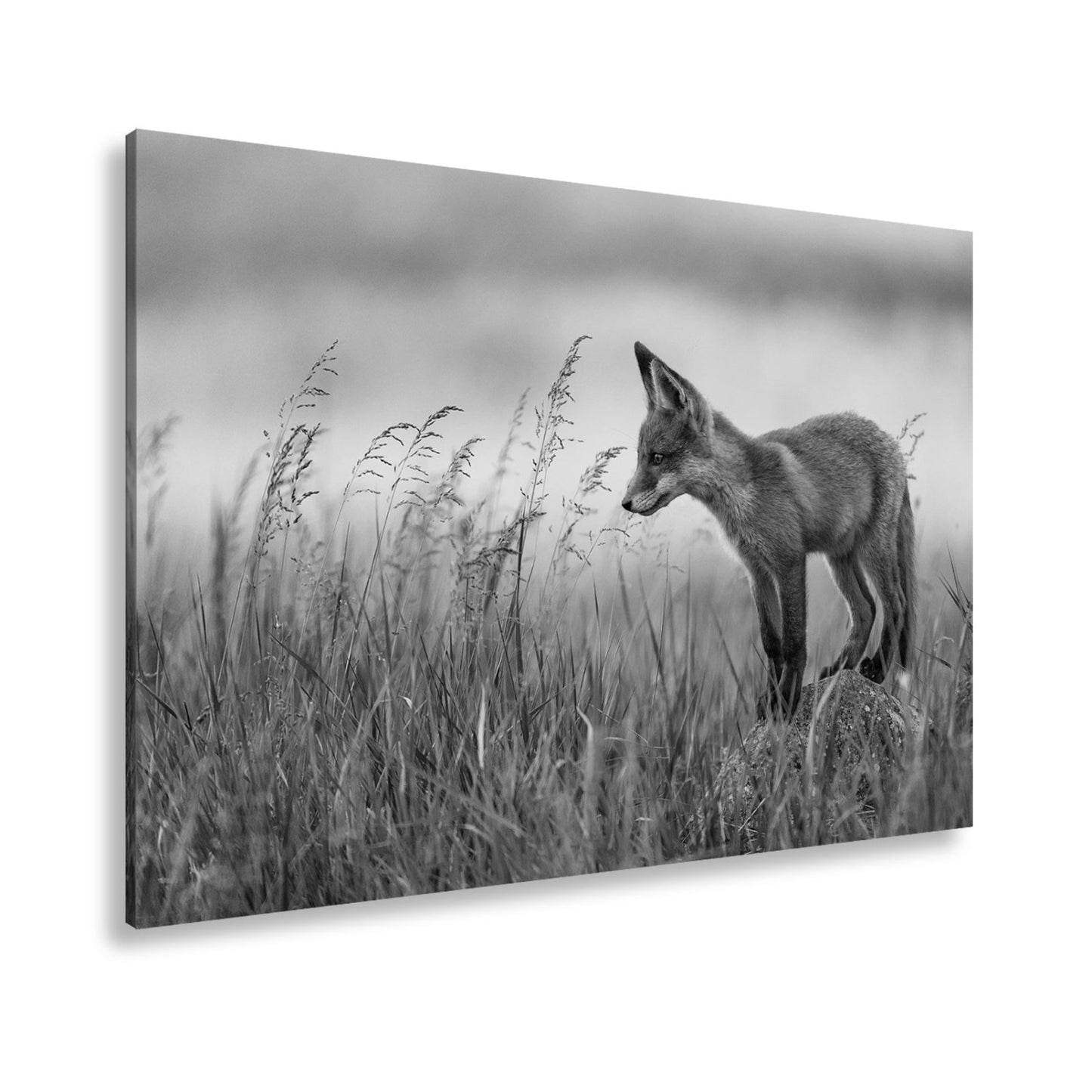 Leinwandbild XXL Fuchs – Jung, neugierig, bereit – ein Fuchs entdeckt die Welt. - deyoli