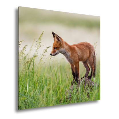 Leinwandbild XXL Fuchs – Jung, neugierig, bereit – ein Fuchs entdeckt die Welt. - deyoli