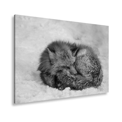 Leinwandbild XXL Fuchs – Schlafender Fuchs im Winterflaum - deyoli