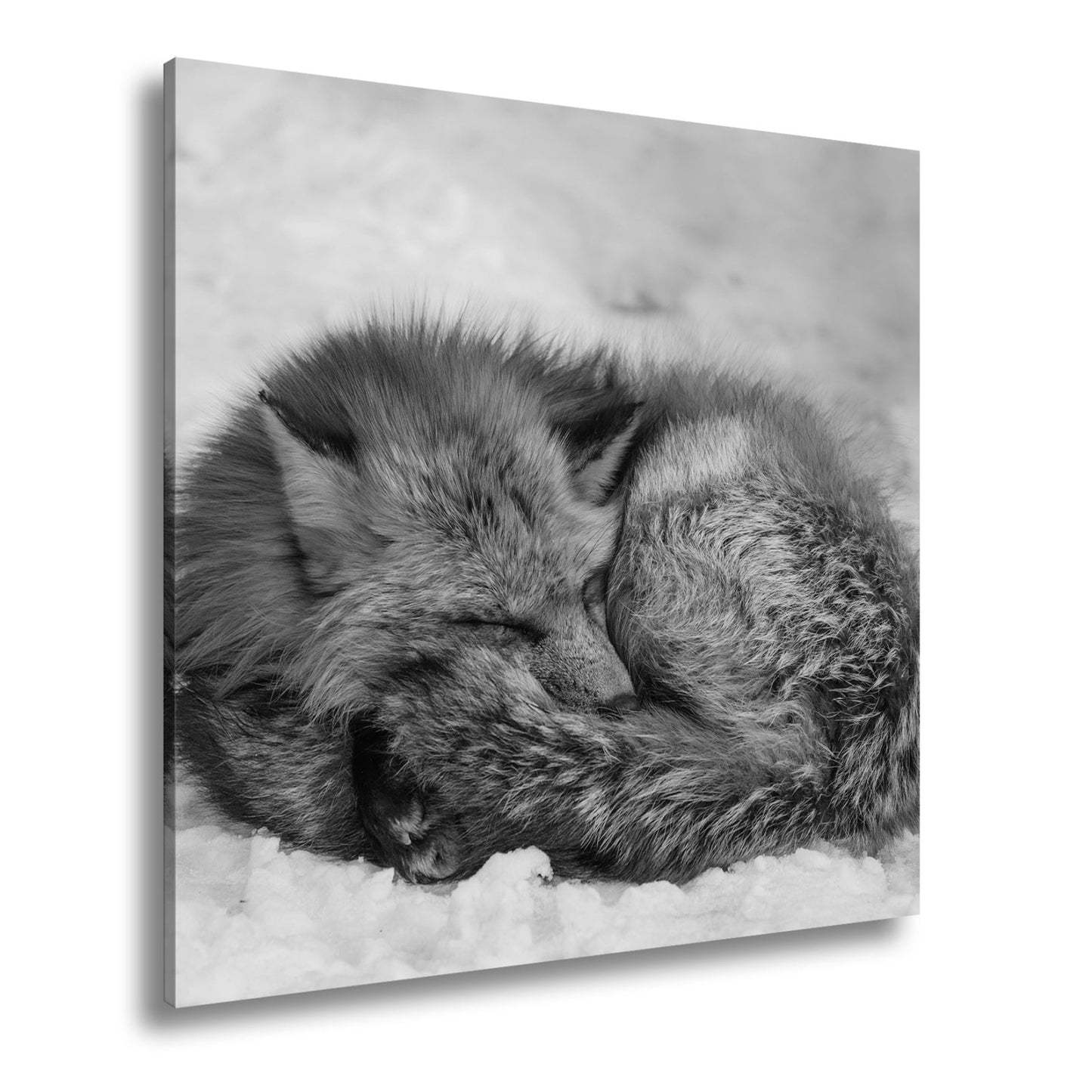 Leinwandbild XXL Fuchs – Schlafender Fuchs im Winterflaum - deyoli