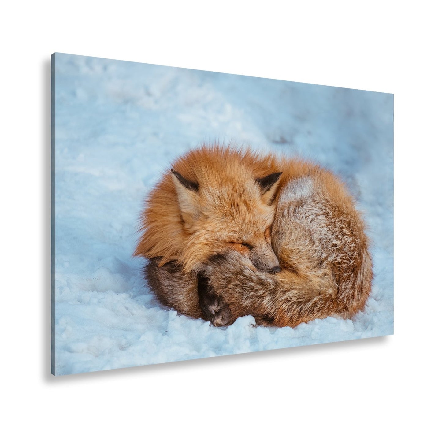 Leinwandbild XXL Fuchs – Schlafender Fuchs im Winterflaum - deyoli