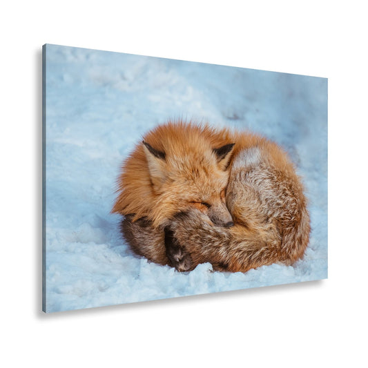 Leinwandbild XXL Fuchs – Schlafender Fuchs im Winterflaum - deyoli